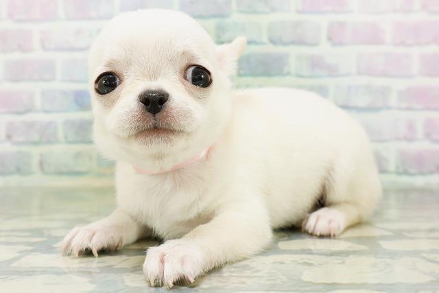 東京都のチワワ(スムース) (Coo&RIKU大久保店/2026年8月17日生まれ/女の子/クリーム)の子犬の2枚目の画像