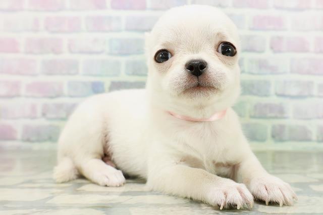 東京都のチワワ(スムース) (Coo&RIKU大久保店/2026年8月17日生まれ/女の子/クリーム)の子犬の3枚目の画像