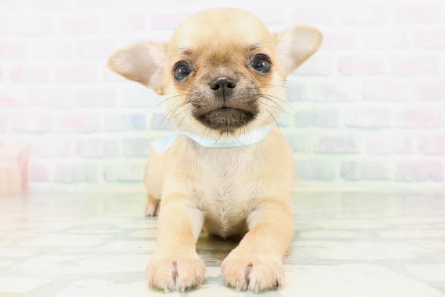 群馬県のチワワ(スムース) (Coo&RIKU前橋店/2026年8月23日生まれ/男の子/レッド)の子犬の1枚目の画像