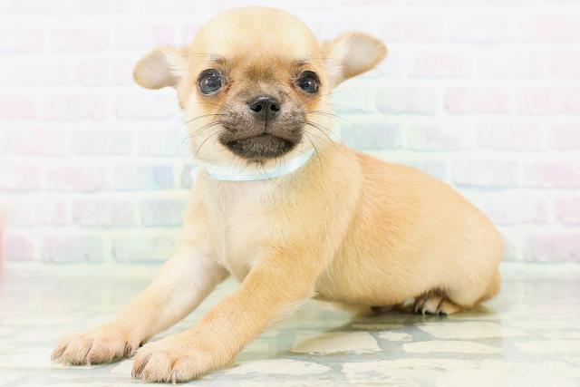 群馬県のチワワ(スムース) (Coo&RIKU前橋店/2026年8月23日生まれ/男の子/レッド)の子犬の2枚目の画像