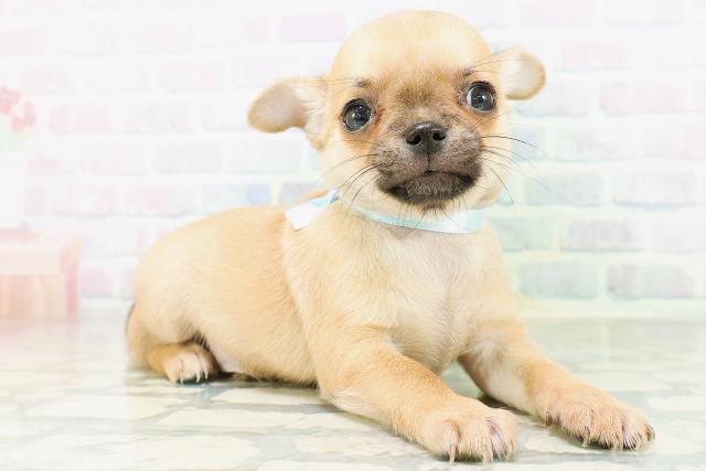 群馬県のチワワ(スムース) (Coo&RIKU前橋店/2026年8月23日生まれ/男の子/レッド)の子犬の3枚目の画像