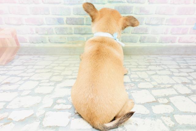群馬県のチワワ(スムース) (Coo&RIKU前橋店/2026年8月23日生まれ/男の子/レッド)の子犬の4枚目の画像