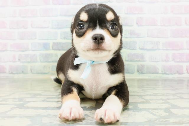 富山県のチワワ(スムース) (Coo&RIKU富山店/2026年8月24日生まれ/男の子/ブラックタンホワイト)の子犬の1枚目の画像
