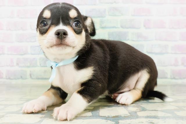 富山県のチワワ(スムース) (Coo&RIKU富山店/2026年8月24日生まれ/男の子/ブラックタンホワイト)の子犬の2枚目の画像
