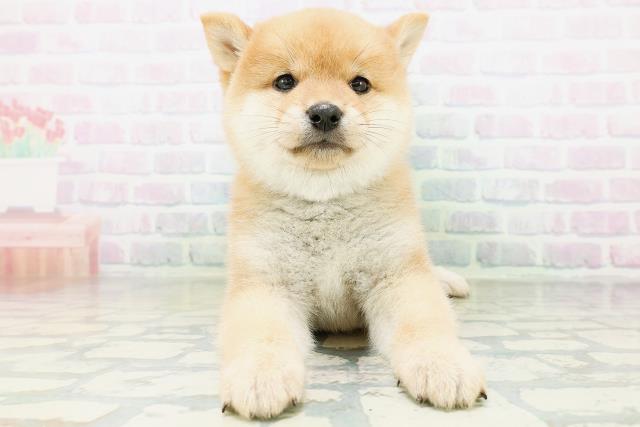 柴犬