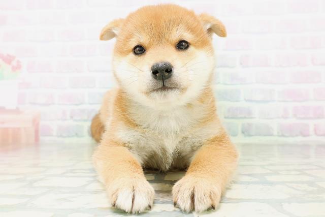 柴犬