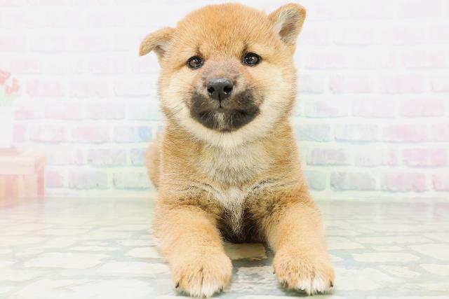 柴犬