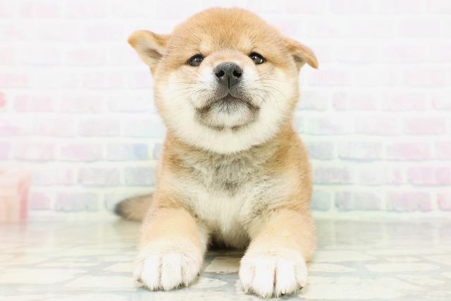柴犬