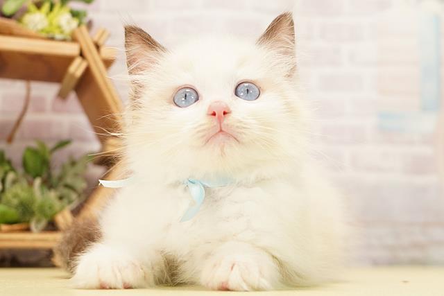 岐阜県のラグドール (Coo&RIKU岐南店/2026年8月13日生まれ/男の子/シールポイント)の子猫の1枚目の画像