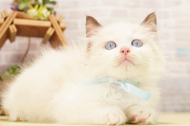 岐阜県のラグドール (Coo&RIKU岐南店/2026年8月13日生まれ/男の子/シールポイント)の子猫の2枚目の画像
