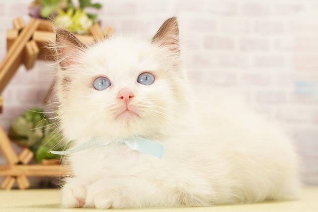 岐阜県のラグドール (Coo&RIKU岐南店/2026年8月13日生まれ/男の子/シールポイント)の子猫の3枚目の画像