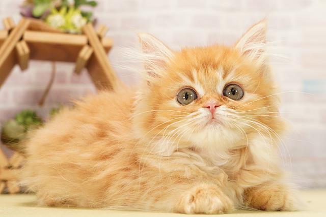 静岡県のラガマフィン (Coo&RIKU浜松店/2026年7月25日生まれ/女の子/レッドタビー)の子猫の2枚目の画像