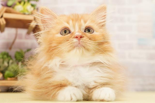 静岡県のラガマフィン (Coo&RIKU掛川店/2026年7月25日生まれ/女の子/レッドタビーホワイト)の子猫の1枚目の画像