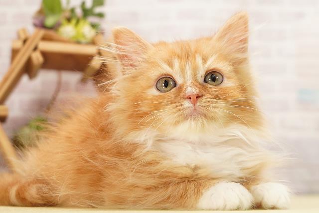 静岡県のラガマフィン (Coo&RIKU掛川店/2026年7月25日生まれ/女の子/レッドタビーホワイト)の子猫の2枚目の画像