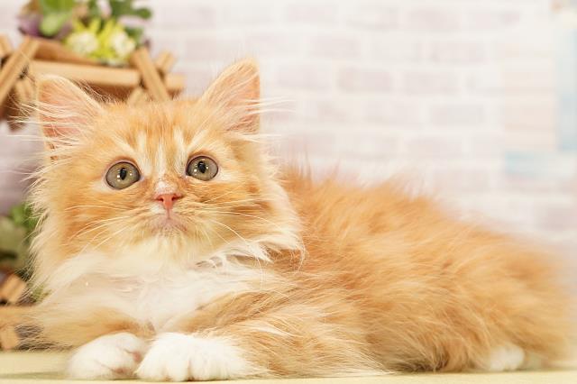 静岡県のラガマフィン (Coo&RIKU掛川店/2026年7月25日生まれ/女の子/レッドタビーホワイト)の子猫の3枚目の画像