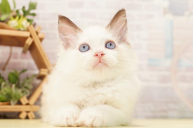 静岡県のラグドール (Coo&RIKU藤枝店/2026年8月16日生まれ/男の子/シールポイント)の子猫の1枚目の画像