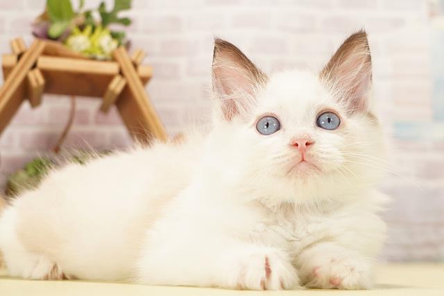 静岡県のラグドール (Coo&RIKU藤枝店/2026年8月16日生まれ/男の子/シールポイント)の子猫の2枚目の画像