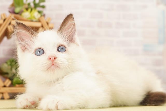 静岡県のラグドール (Coo&RIKU藤枝店/2026年8月16日生まれ/男の子/シールポイント)の子猫の3枚目の画像