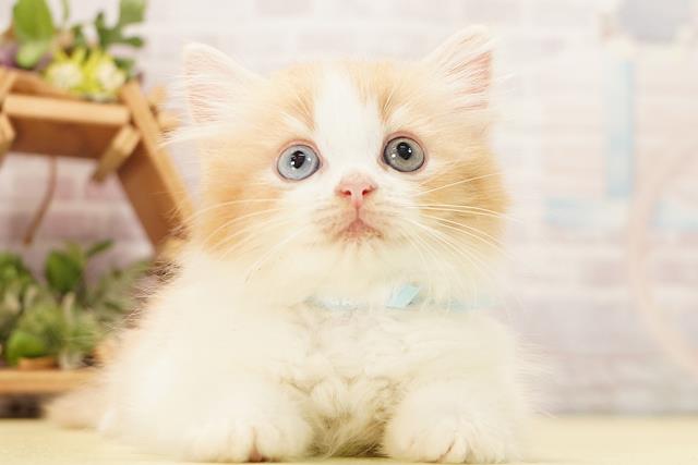静岡県のラガマフィン (Coo&RIKU沼津店/2026年8月22日生まれ/男の子/クリームタビーホワイト)の子猫の1枚目の画像