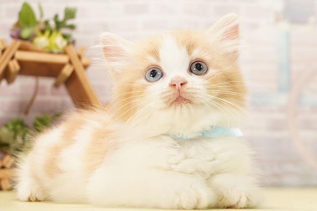静岡県のラガマフィン (Coo&RIKU沼津店/2026年8月22日生まれ/男の子/クリームタビーホワイト)の子猫の2枚目の画像