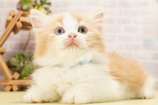 静岡県のラガマフィン (Coo&RIKU沼津店/2026年8月22日生まれ/男の子/クリームタビーホワイト)の子猫の3枚目の画像