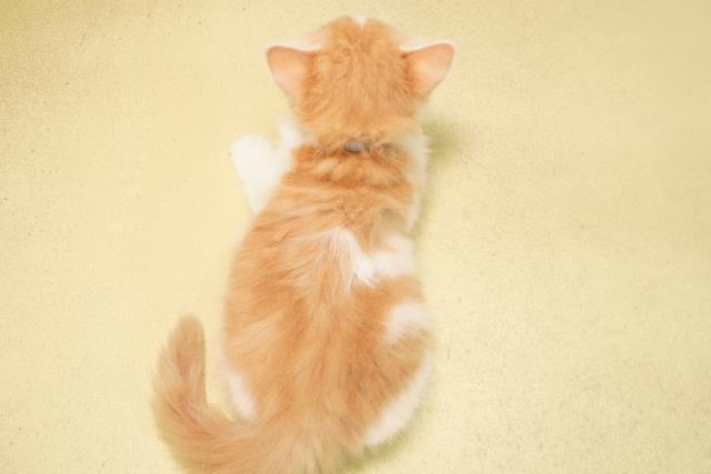 静岡県のラガマフィン (Coo&RIKU沼津店/2026年8月22日生まれ/男の子/クリームタビーホワイト)の子猫の4枚目の画像
