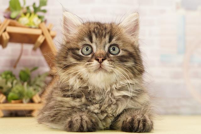 岐阜県のラガマフィン (Coo&RIKU岐南店/2026年8月22日生まれ/男の子/ブラウンタビー)の子猫の1枚目の画像