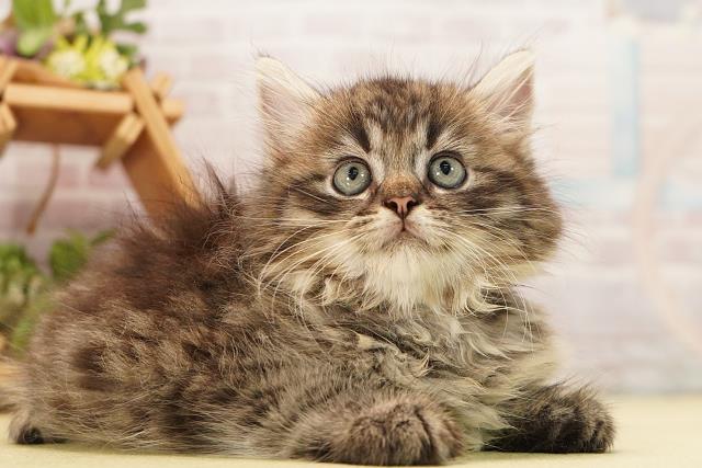 岐阜県のラガマフィン (Coo&RIKU岐南店/2026年8月22日生まれ/男の子/ブラウンタビー)の子猫の2枚目の画像