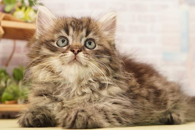 岐阜県のラガマフィン (Coo&RIKU岐南店/2026年8月22日生まれ/男の子/ブラウンタビー)の子猫の3枚目の画像