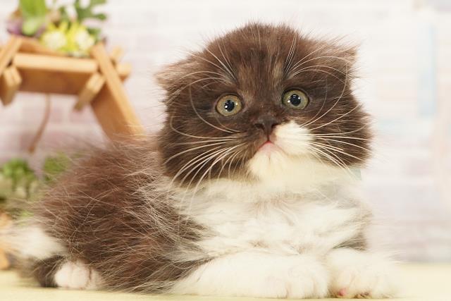愛知県のスコティッシュフォールド (Coo&RIKU春日井店/2026年8月21日生まれ/男の子/ブラックホワイト)の子猫の2枚目の画像