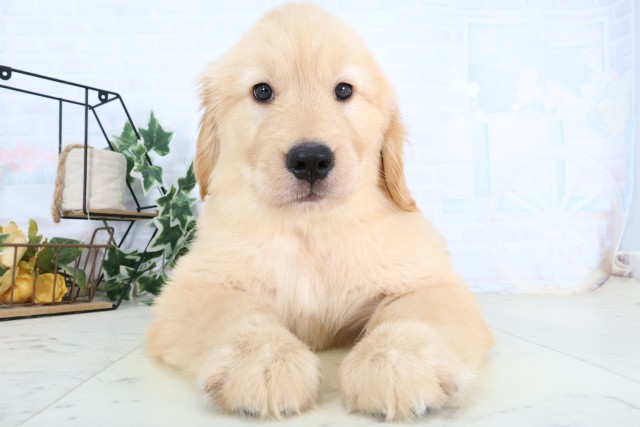 福岡県のゴールデンレトリバー (Coo&RIKU小倉店/2026年8月24日生まれ/女の子/ゴールデン)の子犬の1枚目の画像