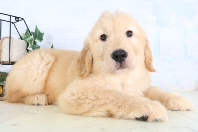 福岡県のゴールデンレトリバー (Coo&RIKU小倉店/2026年8月24日生まれ/女の子/ゴールデン)の子犬の2枚目の画像
