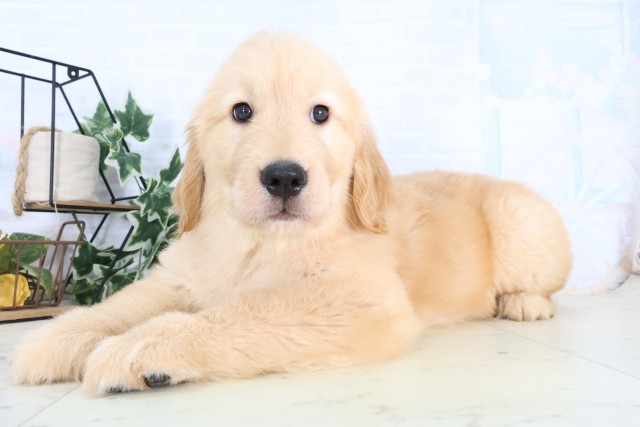 福岡県のゴールデンレトリバー (Coo&RIKU小倉店/2026年8月24日生まれ/女の子/ゴールデン)の子犬の3枚目の画像