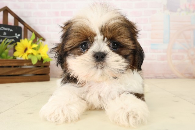 鹿児島県のシーズー (Coo&RIKU鹿屋店/2026年8月26日生まれ/男の子/ゴールドホワイト)の子犬の1枚目の画像