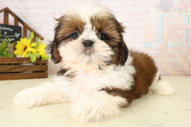 鹿児島県のシーズー (Coo&RIKU鹿屋店/2026年8月26日生まれ/男の子/ゴールドホワイト)の子犬の3枚目の画像