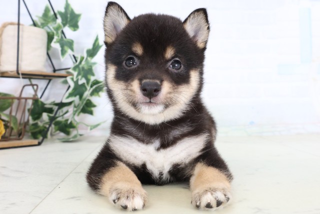 福岡県の豆柴 (Coo&RIKU福岡古賀店/2026年8月25日生まれ/女の子/黒)の子犬の1枚目の画像