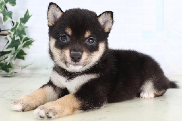 福岡県の豆柴 (Coo&RIKU福岡古賀店/2026年8月25日生まれ/女の子/黒)の子犬の3枚目の画像