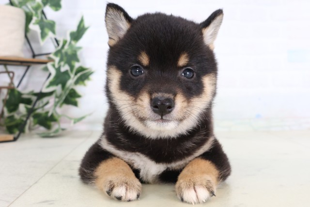 宮崎県の豆柴 (Coo&RIKU宮崎店/2026年8月25日生まれ/男の子/黒)の子犬の1枚目の画像