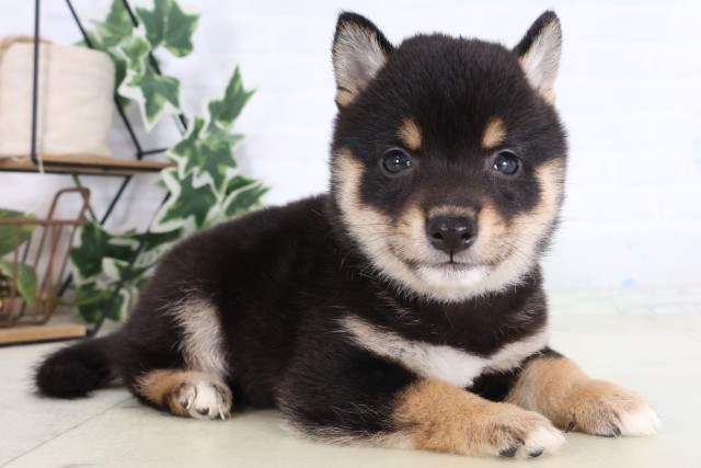 宮崎県の豆柴 (Coo&RIKU宮崎店/2026年8月25日生まれ/男の子/黒)の子犬の2枚目の画像