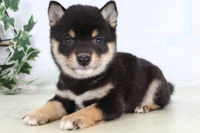 宮崎県の豆柴 (Coo&RIKU宮崎店/2026年8月25日生まれ/男の子/黒)の子犬の3枚目の画像