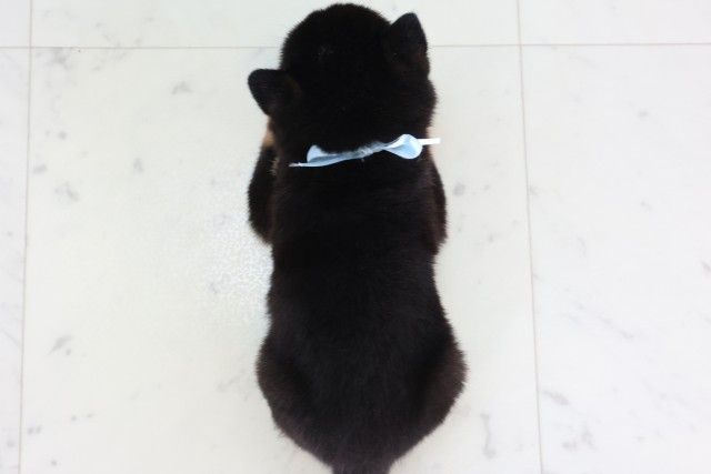 宮崎県の豆柴 (Coo&RIKU宮崎店/2026年8月25日生まれ/男の子/黒)の子犬の4枚目の画像
