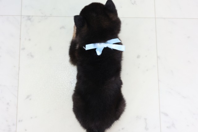 佐賀県の豆柴 (Coo&RIKU佐賀神埼店/2026年8月25日生まれ/男の子/黒)の子犬の4枚目の画像