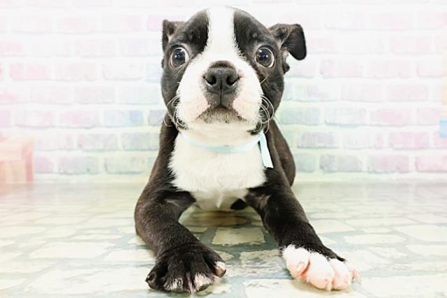 埼玉県のボストンテリア (Coo&RIKU岩槻店/2026年8月26日生まれ/男の子/ボストンカラー)の子犬の1枚目の画像