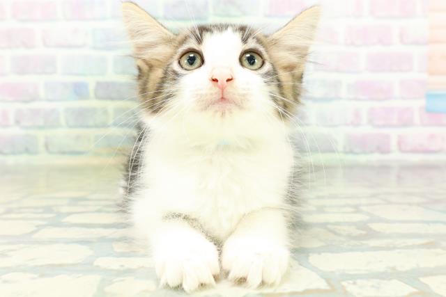 ノルウェージャン・フォレストキャット