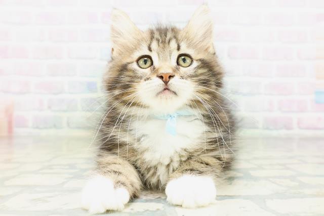 ノルウェージャン・フォレストキャット