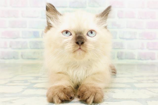 埼玉県のヒマラヤン (Coo&RIKU川口戸塚店/2026年8月19日生まれ/男の子/シールポイント)の子猫の1枚目の画像