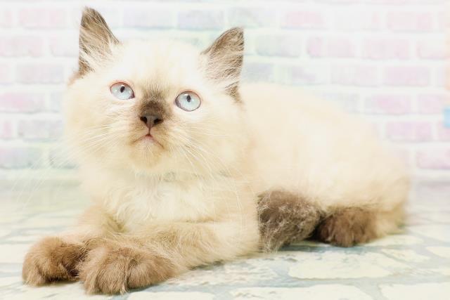 埼玉県のヒマラヤン (Coo&RIKU川口戸塚店/2026年8月19日生まれ/男の子/シールポイント)の子猫の2枚目の画像