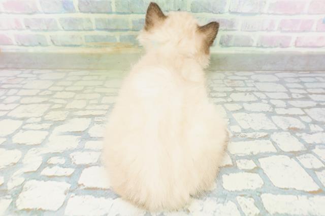 埼玉県のヒマラヤン (Coo&RIKU川口戸塚店/2026年8月19日生まれ/男の子/シールポイント)の子猫の4枚目の画像