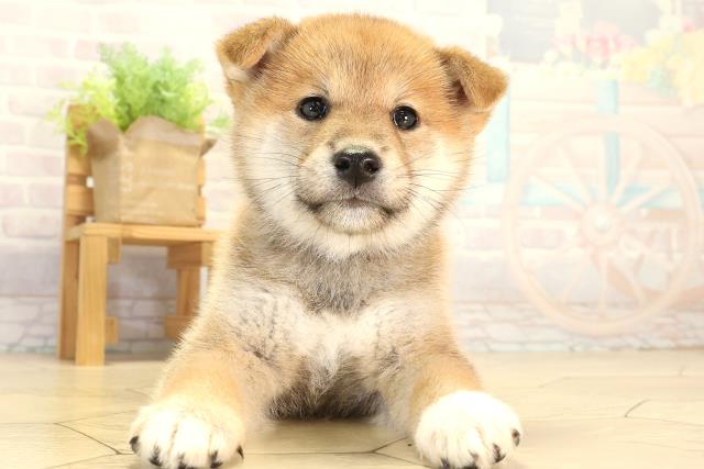 柴犬