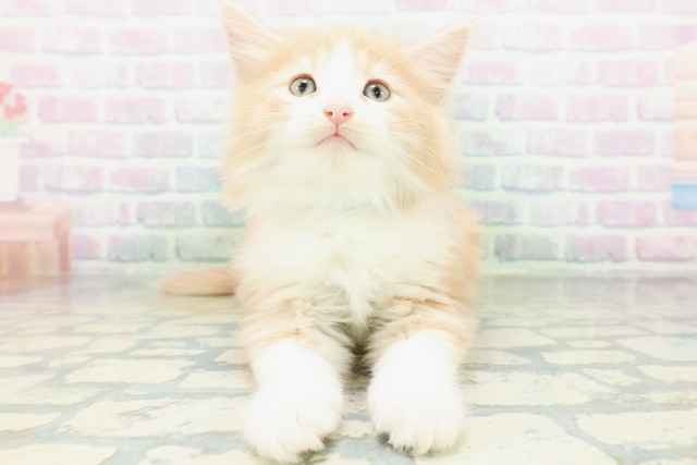 ノルウェージャン・フォレストキャット